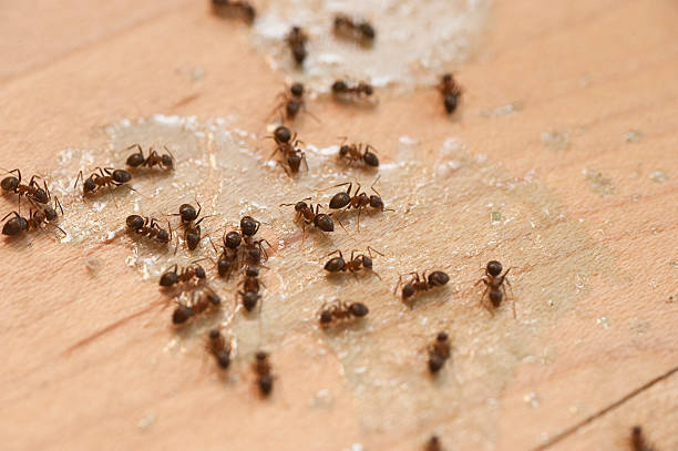 Best Affordable Pest Control Services  in Washington, IL
